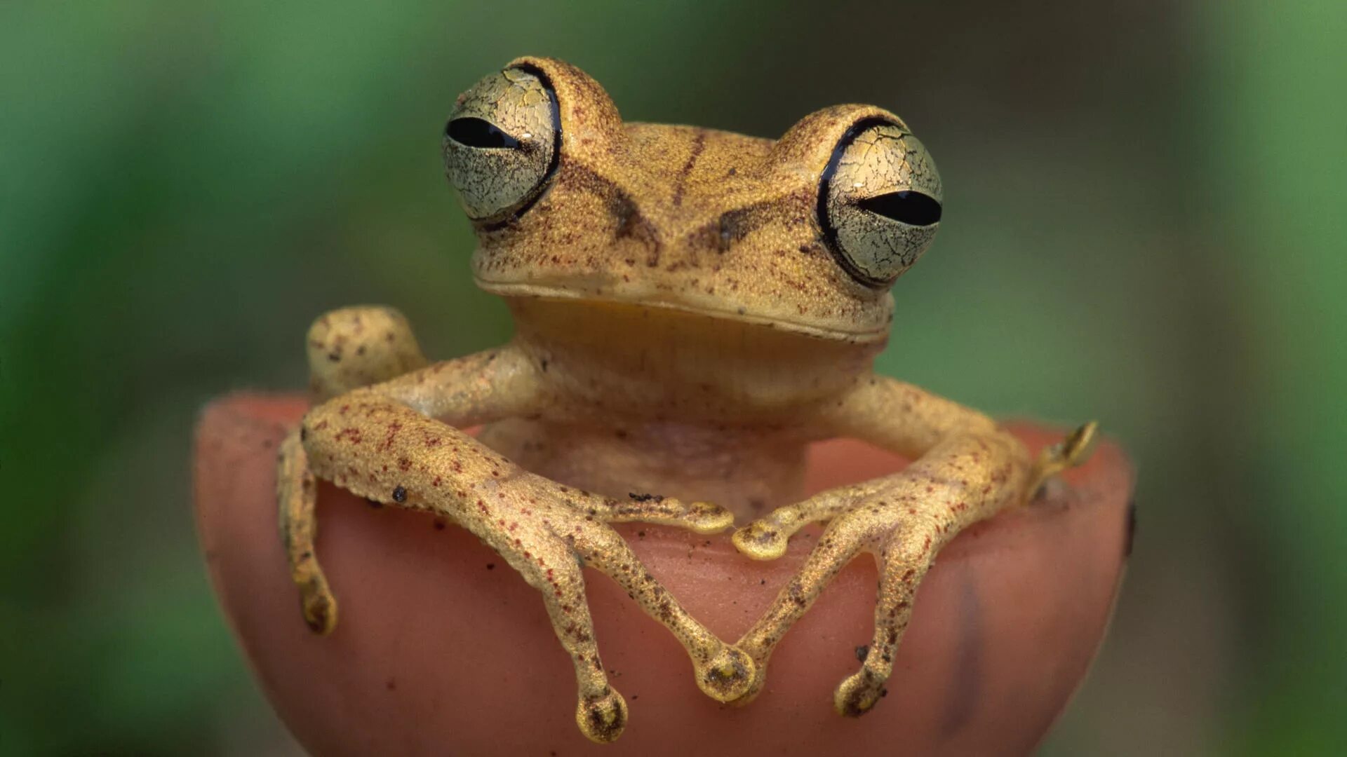 Elephant frog. Лягушка. Глаза лягушки. Мир глазами лягушки. Лапки лягушки.