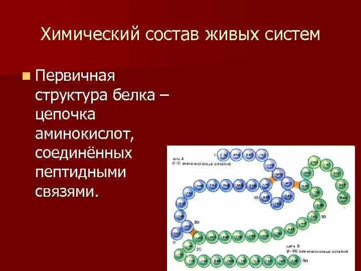 Белковая цепочка. Белковые цепочки. Первичная структура белка цепочка. Первичная структура белка схема. Белковая цепочка.