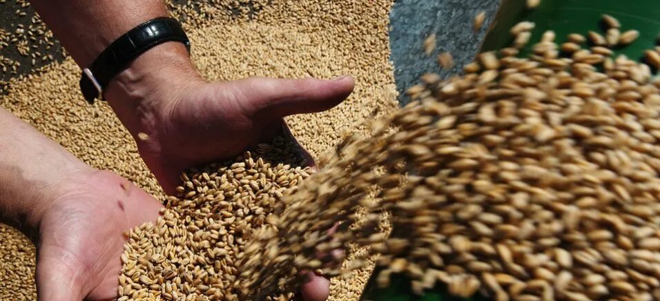 Зерно. Государственные запасы зерна. Зерно за рубли. Пшеница в Казахстане.
