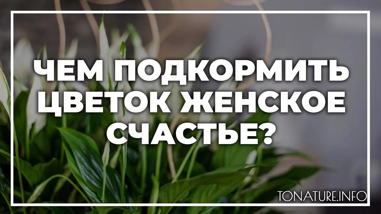 Мужское счастье чем подкормить. Подкормить цветок? Женское счастье. Чем удобрять цветок женское счастье. Женское счастье цветок чем покормить. Цветок женское счастье цветет чем подкормить.