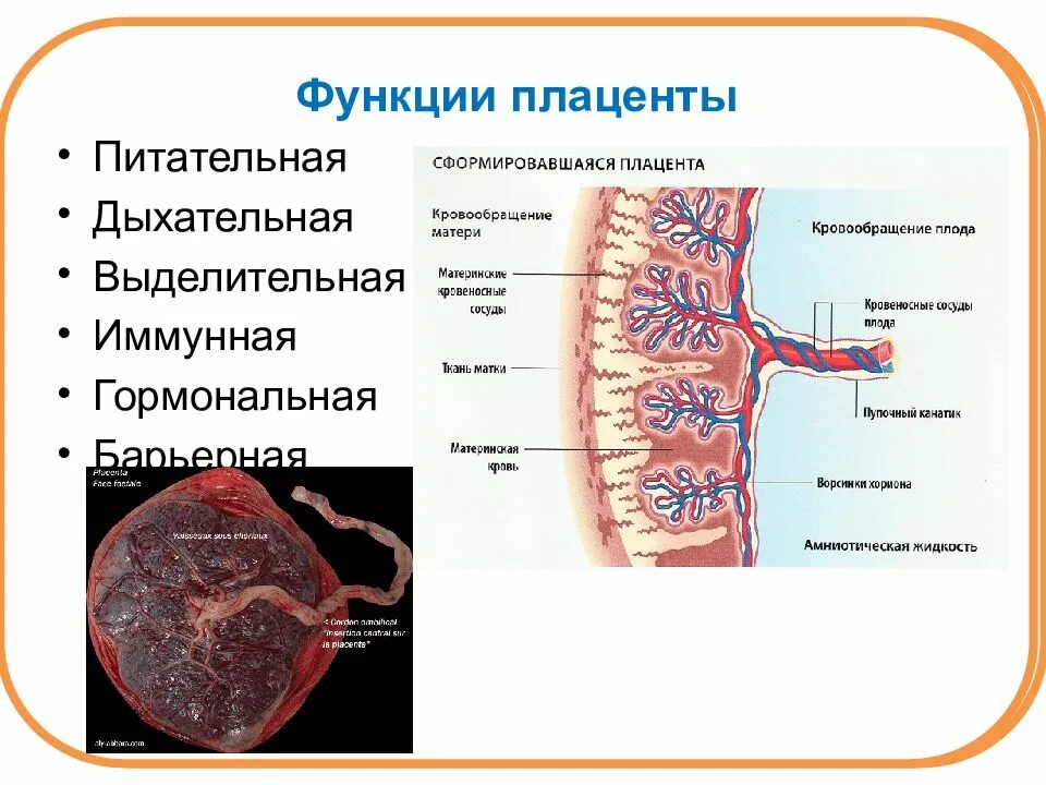 Плацента тесты с ответами