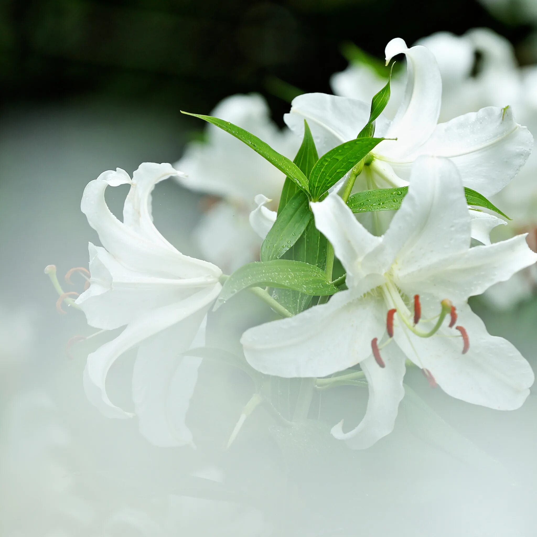 белые лилии: 43 тис. зображень знайдено в Яндекс.Зображеннях Plants, Garden, Bou