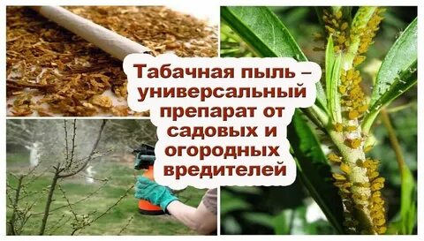 Настой табачный пыли