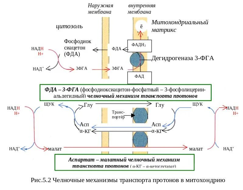 Убихинон в дыхательной цепи. Цепь переноса электронов в митохондриях. Комплекс 3 дыхательной цепи митохондрий. Образование АТФ В дыхательной цепи.