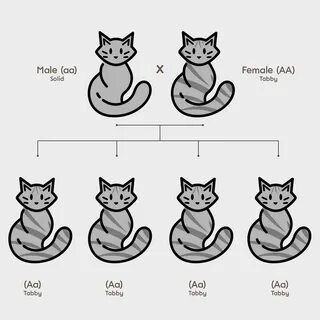 Скрещивание черного кота и черепаховой кошки