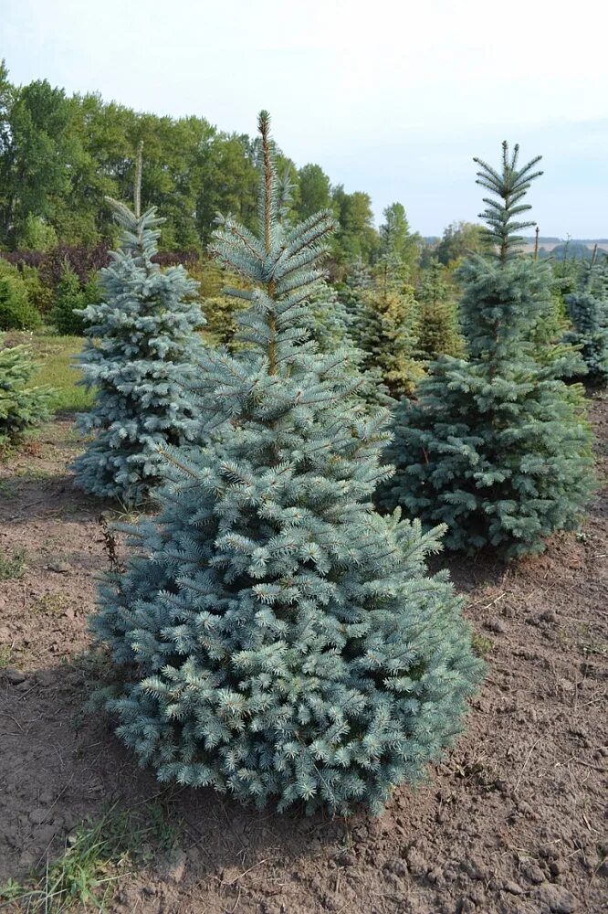 Ель колючая Глаука. Ель голубая Глаука. Ель колючая glauca. Ель pungens glauca. Ель колючая высота