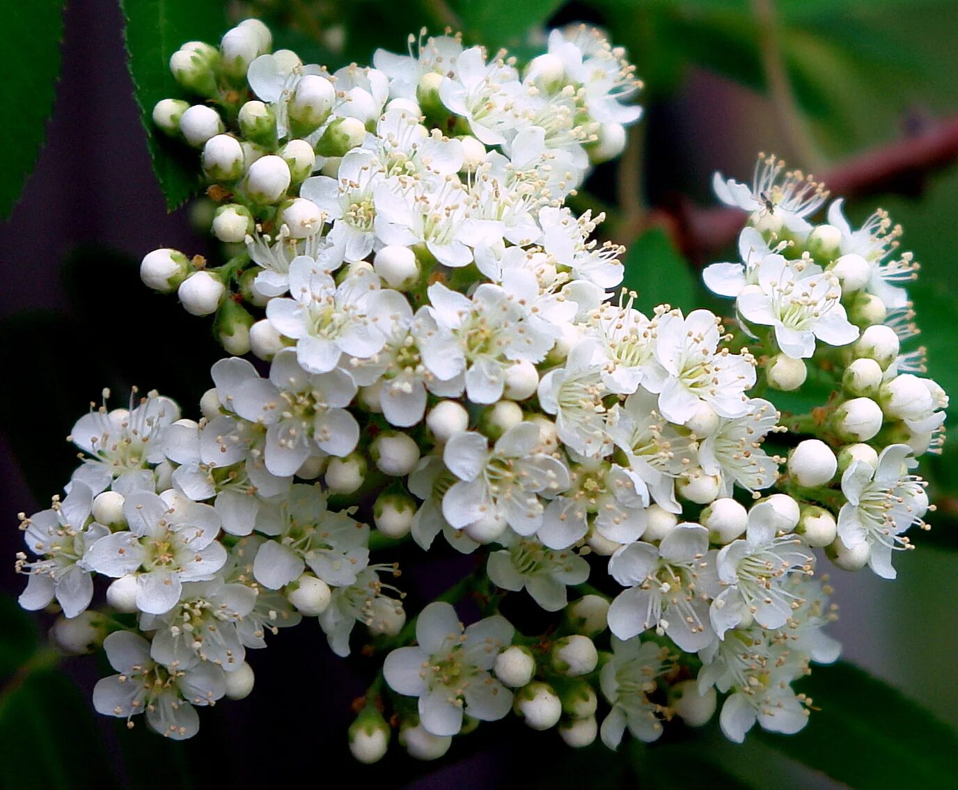 Рябина цветет. Sorbus sargentiana. Рябина Тянь-Шаньская. Арония черноплодная Цветущая. Арония цветение.