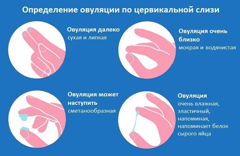Какие выделения должны быть после. Метод шеечной слизи. метод исследования цервикальной слизи. выделения приовуояции.