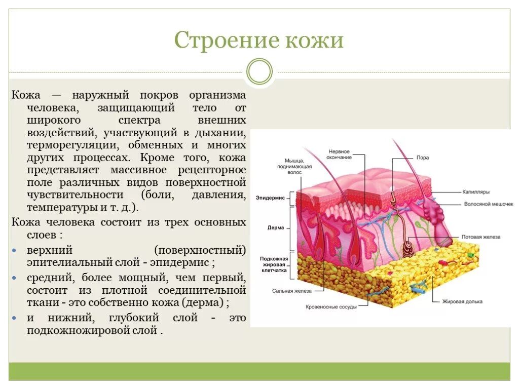 Покровы тела выполняют функции. Слои кожи человека 8 класс. Строение эпидермиса кожи человека биология 8 класс. Слой 1) эпидермис 2) дерма 3) гиподерма. Покровы тела человека 8 класс биология.