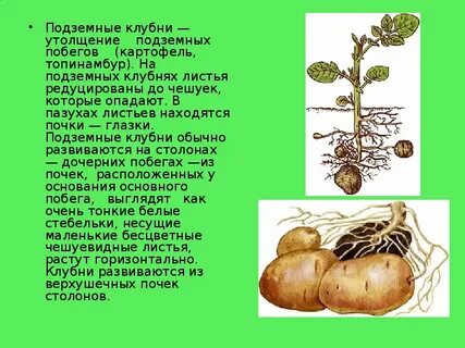 Клубень картофеля видоизмененный побег
