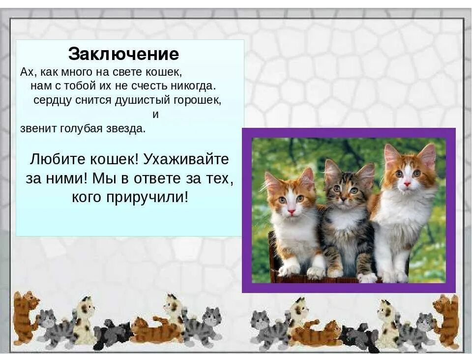 Кошка окружающий мир 2 класс. Доклад про кошек. Презентация про кошек. Рассказ о домашних кошках. Проект кошки презентация.