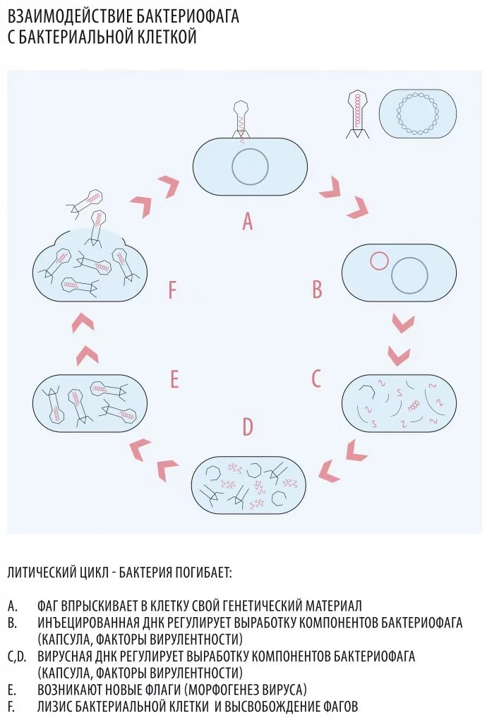 Цикл бактерии. Взаимодействие бактериофага с бактериальной клеткой. Взаимодействие бактериофага с микробной клеткой. Взаимодействие вируса с бактериальной клеткой. Этапы взаимодействия бактериофага с бактериальной.