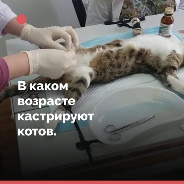 Когда кастрируют котят в каком