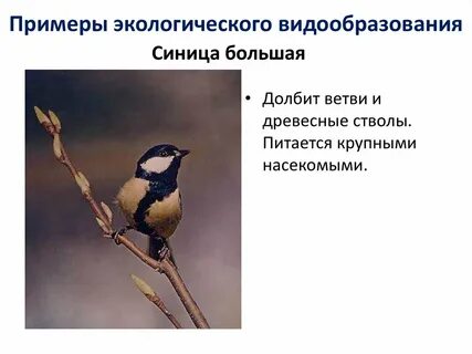 Примеры экологического видообразования