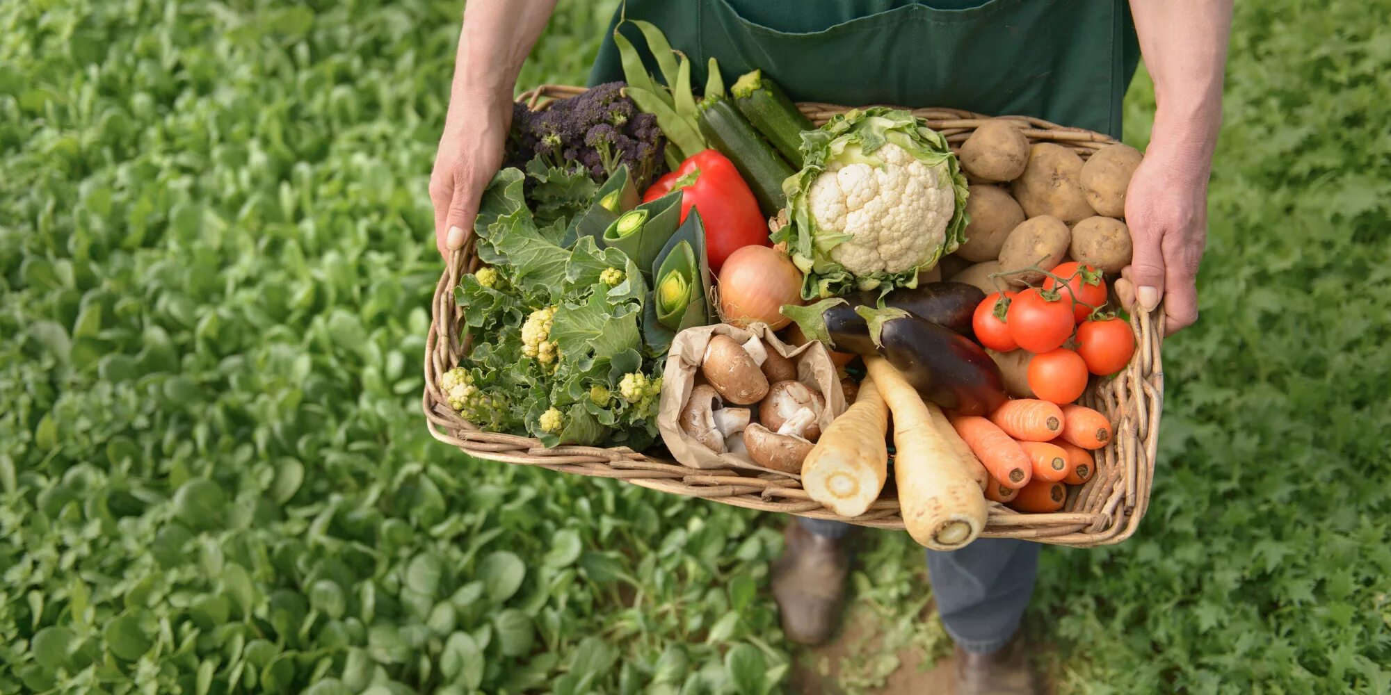 Пищевая сельскохозяйственная продукция. Органическое земледелие. Органическое сельское хозяйство. Сельское хозяйство овощи. Экологически чистой сельскохозяйственной продукции.