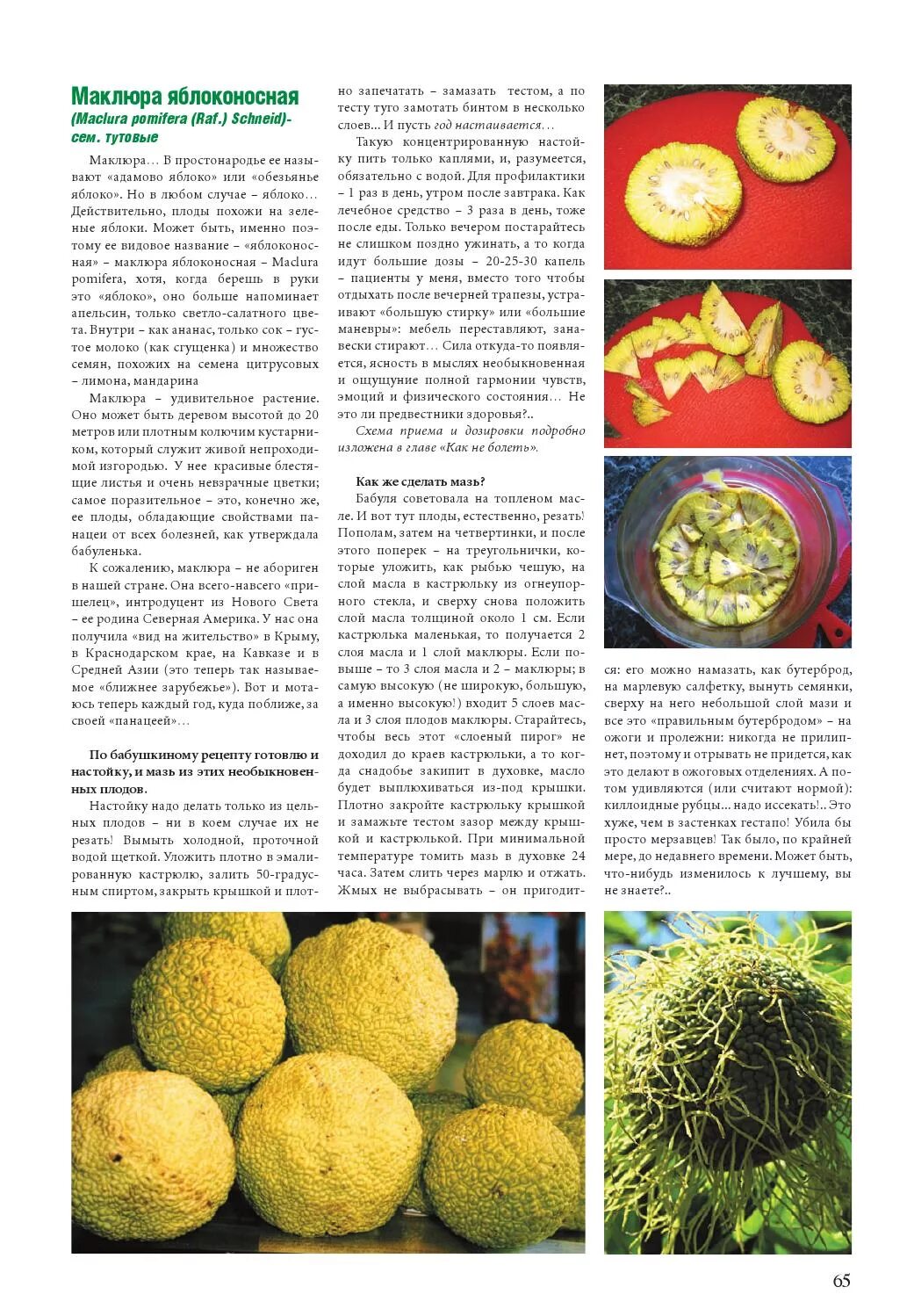 Маклюра адамово яблоко для суставов. Как сделать настойку из маклюры. Маклюра адамово адамова она ядовитая. Настой из маклюры адамово яблоко. Маклюра настойка.