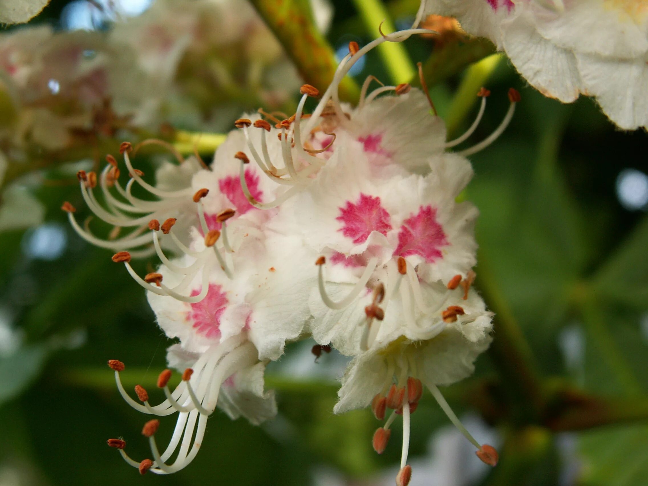 Каштан конский (aesculus hippocastanum). Aesculus hippocastanum. Каштан обыкновенный (aesculus hippocastanum). Каштан конский мелкоцветковый. Каштан конский соцветие.