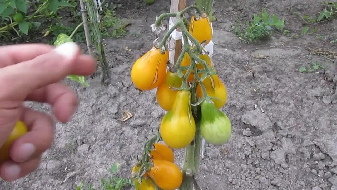 Рассада Овощных культур :: Томат черри Ильди
