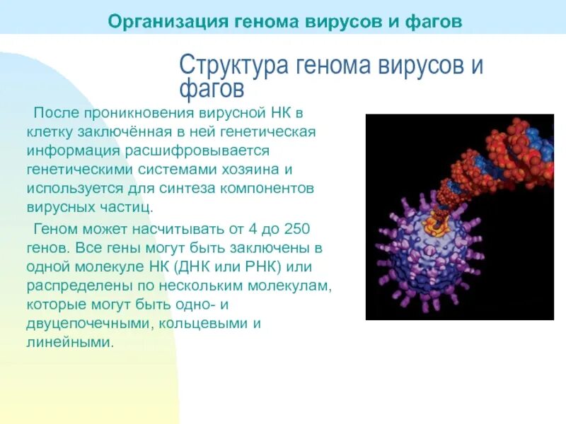 Строение генома вируса. Организация наследственного аппарата вирусов. Структура генома вирусов. Структура генома вирусов и фагов.