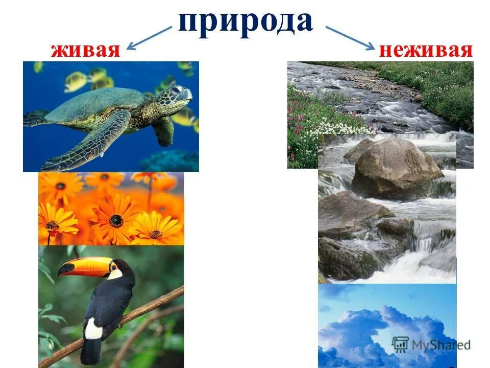 Россия живая неживая природа. Живая и неживая природа. Живая и неживая природа картинки. Движение в неживой природе. Живая природа презентация.
