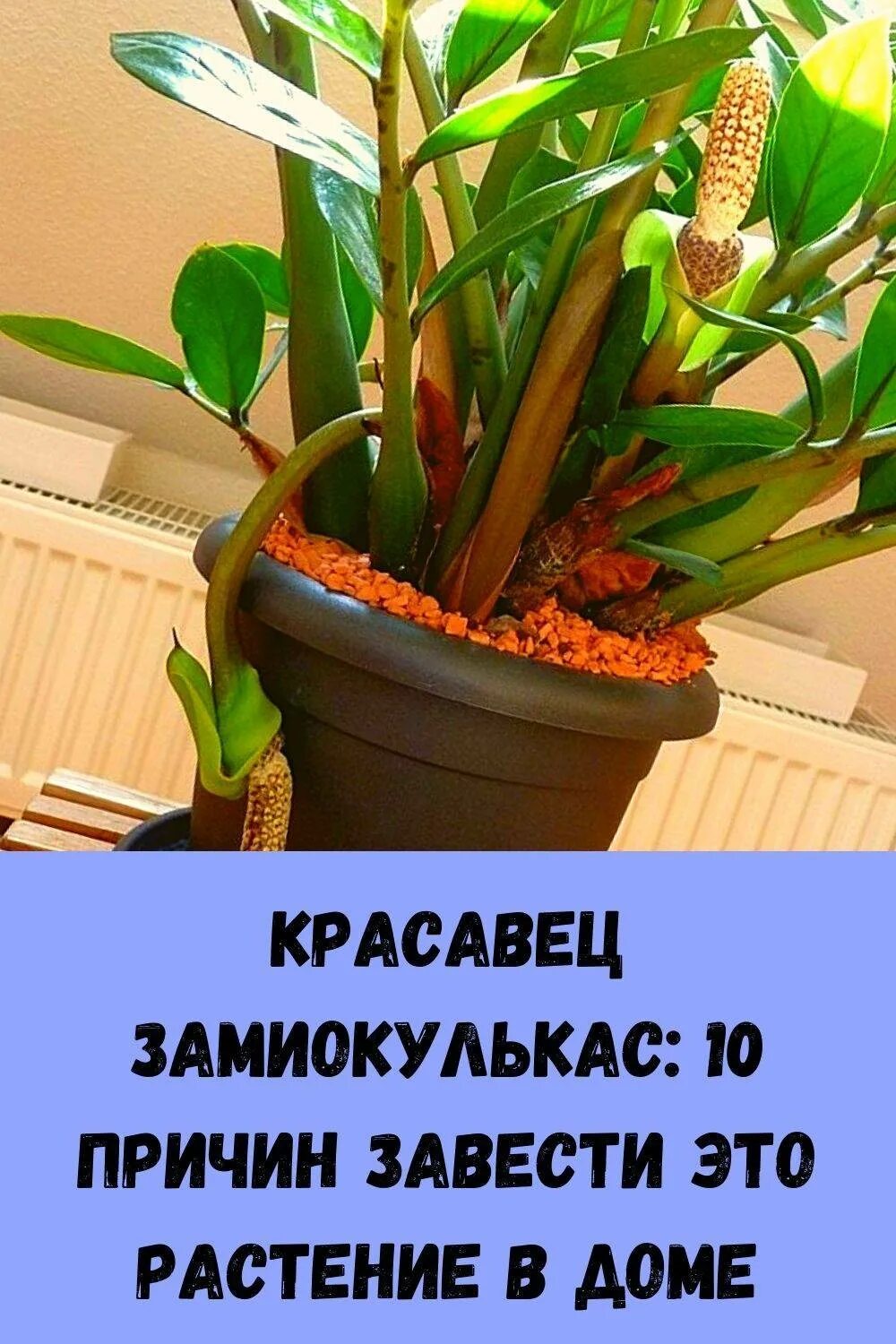 Замиокулькас цветок. Замиокулькас зацвел. Замиокулькас долларовое дерево. Замиокулькас цветок распустился. Замиокулькас цветение примета