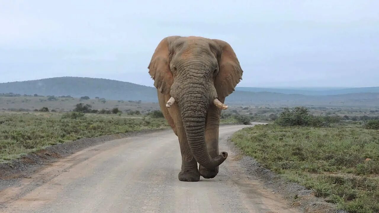 Big слон. Сафари.gif. Bull Elephant. Африканский слон gif.