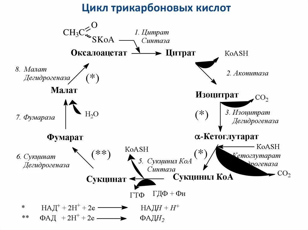 Суммарная реакция цикла трикарбоновых кислот