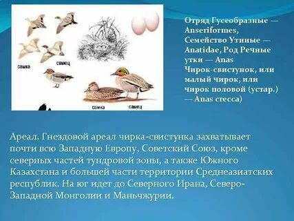 Гусеобразные птицы особенности строения
