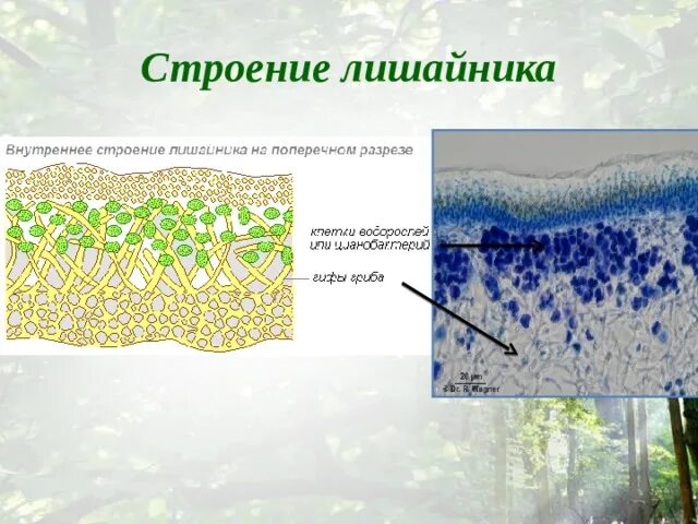 Лишайники индикаторы чистоты. У лишайников клеточное строение. У лишайников есть клеточное строение. Почему лишайники называют индикаторами чистоты воздуха.
