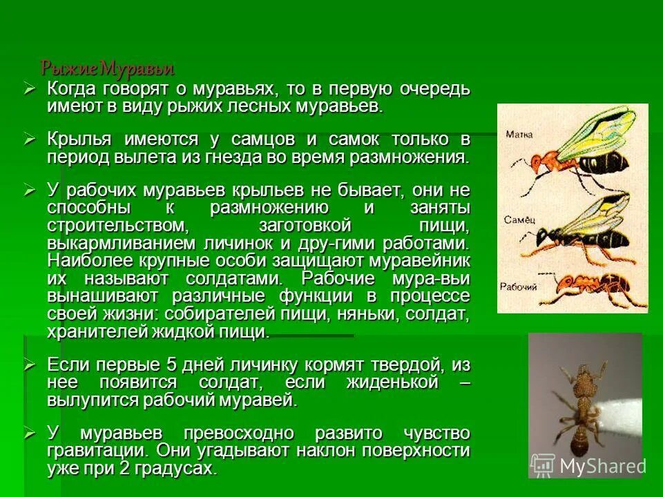 Лесной муравей тип развития. Муравьи кратко. Сообщение о муравьях. Доклад о муравьях. Интересные факты о муравьях.