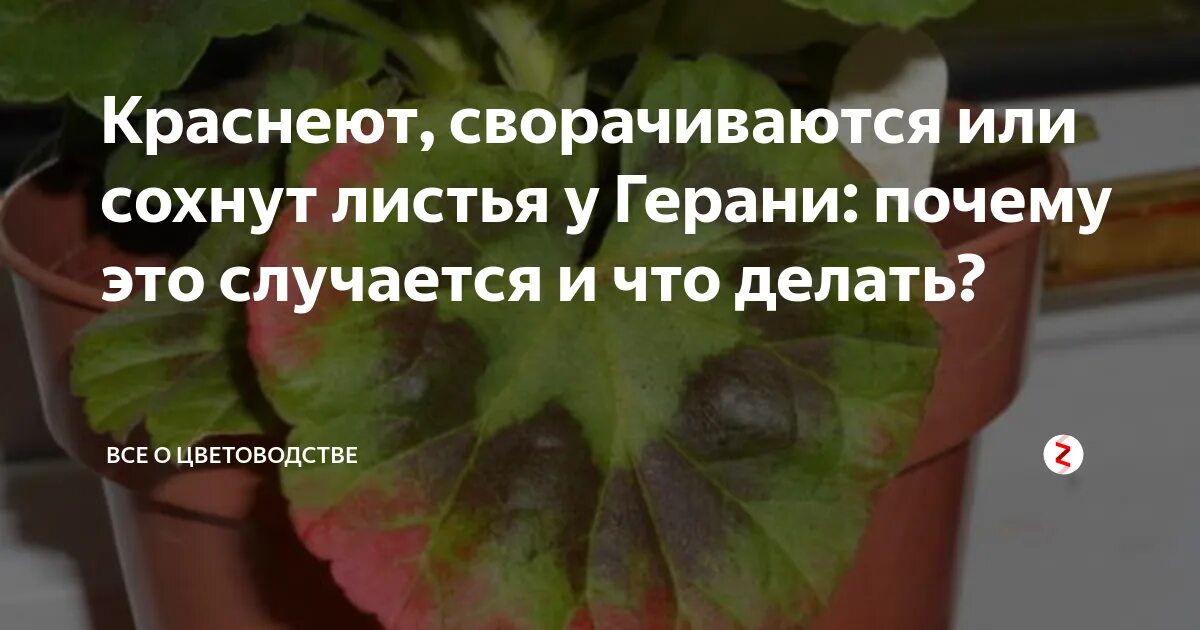 Почему у герани скручиваются листья что делать. Хлороз листьев герани. У пеларгонии скручиваются листья. У герани краснеют листья причина. Пеларгония краснеют листья.