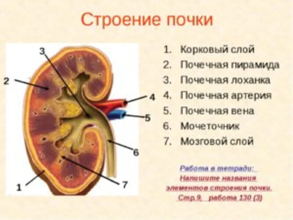 Тест мочевыделительная система 8 класс с ответами. Внутреннее строение почки. Строение лоханки почки. Почечная лоханка строение и функции. Схематическое строение почек.