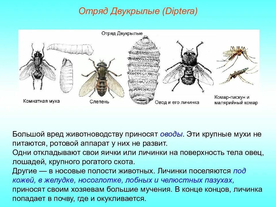 Какое значение в жизни насекомого имеет личинка
