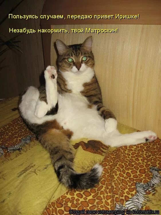 Пользуясь случаем передаю привет. Пользуясь случаем передаю привет. Пользуясь случаем хочу. Коты передают привет. Сейчас в морду вцеплюсь.