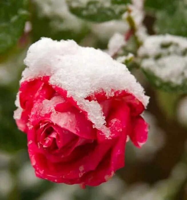 Розы снег красиво. Розы зимой. Розы на снегу. Красивые розы на снегу.
