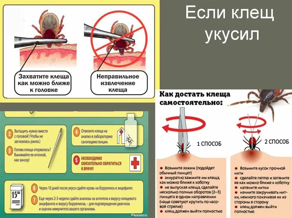 Удалить клеща в домашних условиях самостоятельно. Как самому вытащить клеща. Как правильно убрать клеща. Как правильно достать клеща.