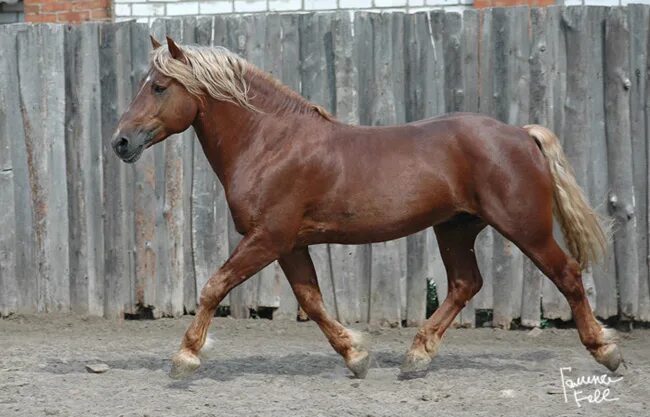 Порода коней владимирский тяжеловоз. Битюг тяжеловоз. Russian horse. Russian horse. Владимирский тяжеловоз жеребенок.