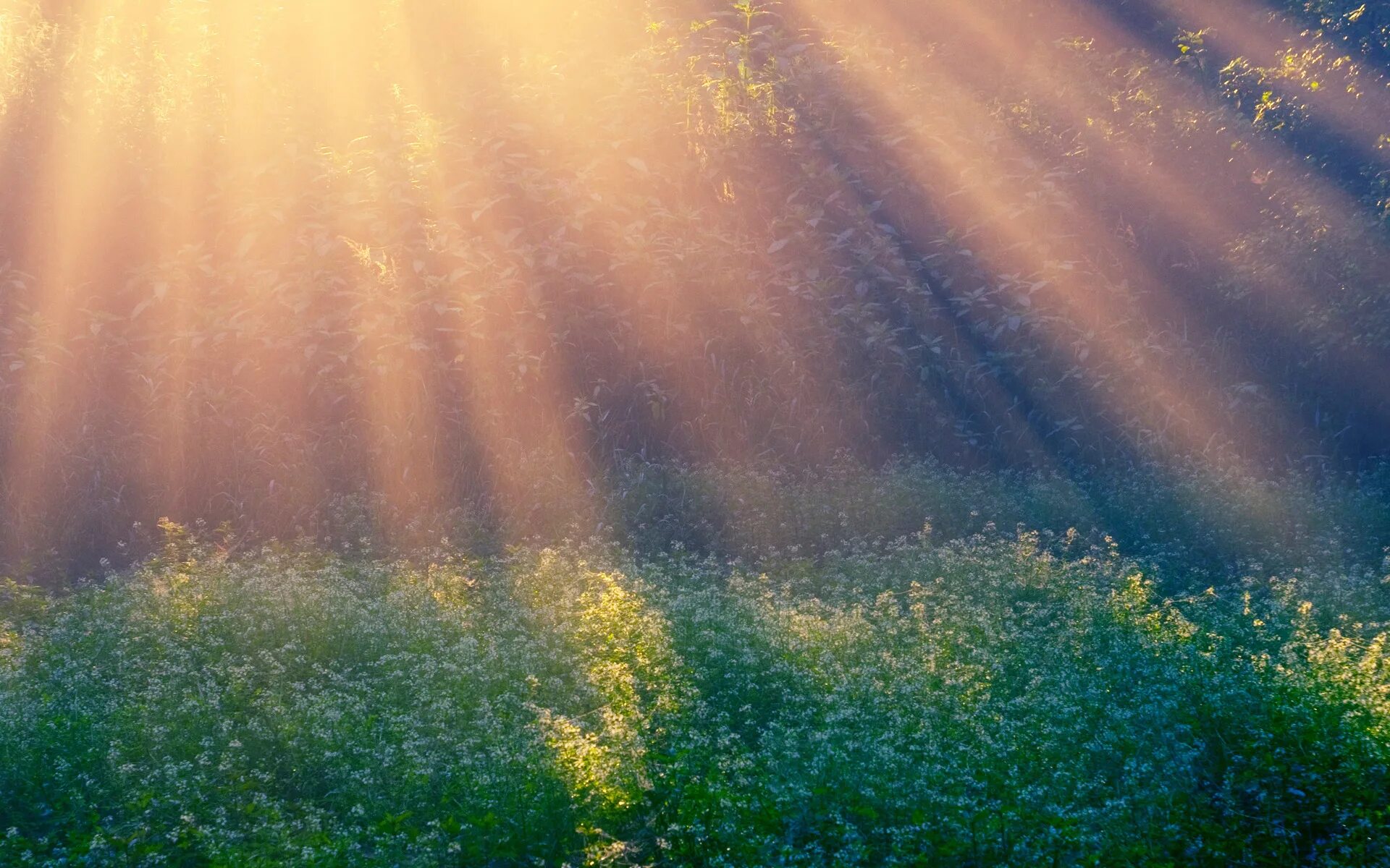 Morning shine. Лучи солнца. Природа солнце. Свет солнца. Утреннее солнце.