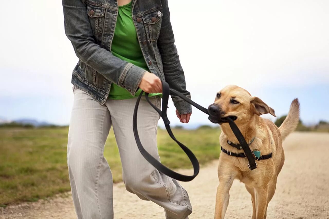 Walking pet. Поводок для собак. Прогулка с собакой. Человек с собакой на поводке. Хозяин с собакой на поводке.