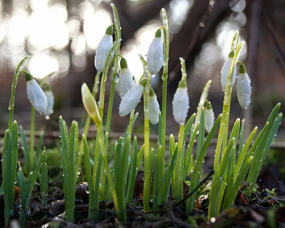 желтый крокус полевой. “пробуждение весны” ведекинда. природа пробуждается. первоцветы тянь шаня. природа просыпается весной.