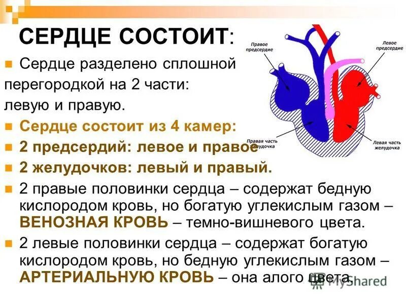 Сердце состоит из ответ. Сердце состоит из ответ