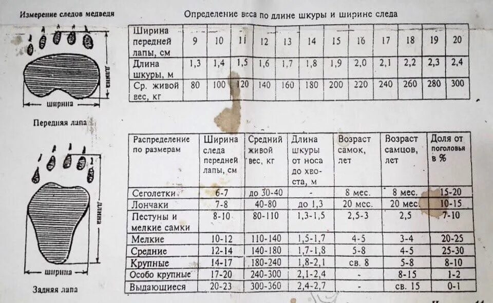 Как определить массу ноги. Как определить размер медведя по следу. возраст медведя по размеру лапы. таблица лапы медведя по ширине возраст. возраст медведя по следу таблица.