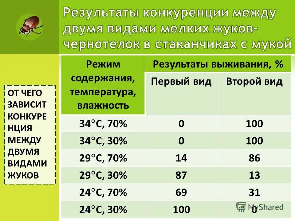 Режим содержание. Температура влажность световой режим. режим содержания. температурный режим на мукомольном. жук влажность.