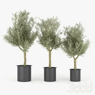 Olive tree 3