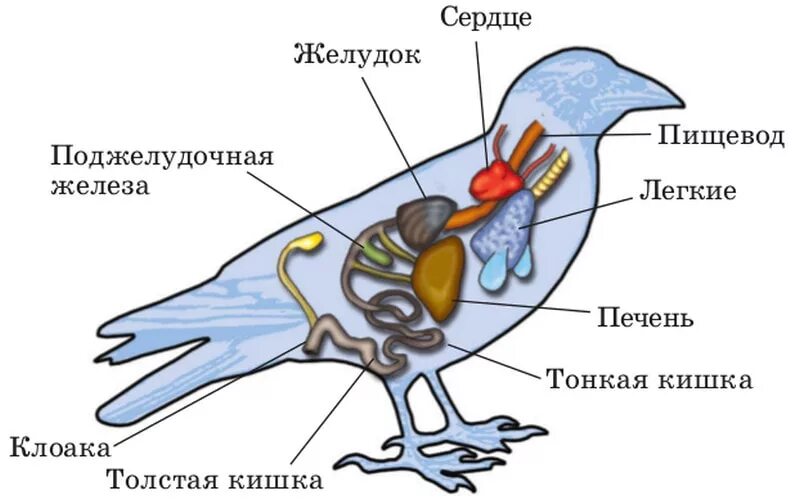 Укажите особенности внутреннего строения птиц. Внутреннее строение птиц. Внутреннее строение воробья. Схема строения органов птиц. Класс птицы внутреннее строение голубя.