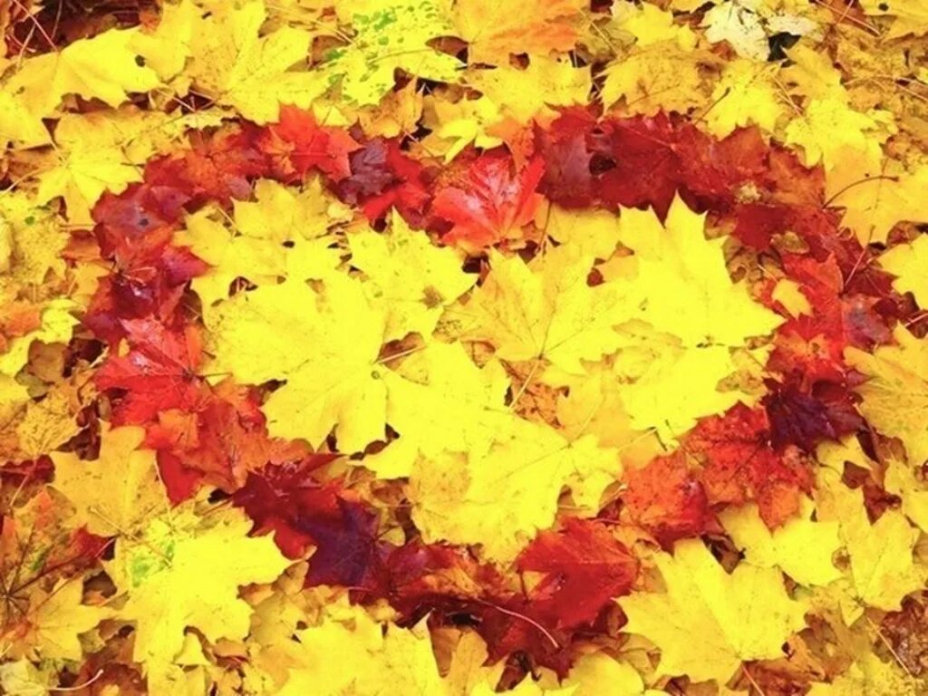 Он любит играть листьями. Осенние листья. Сердце из осенних листьев. Желтый лист. Сердечко из осенних листьев.