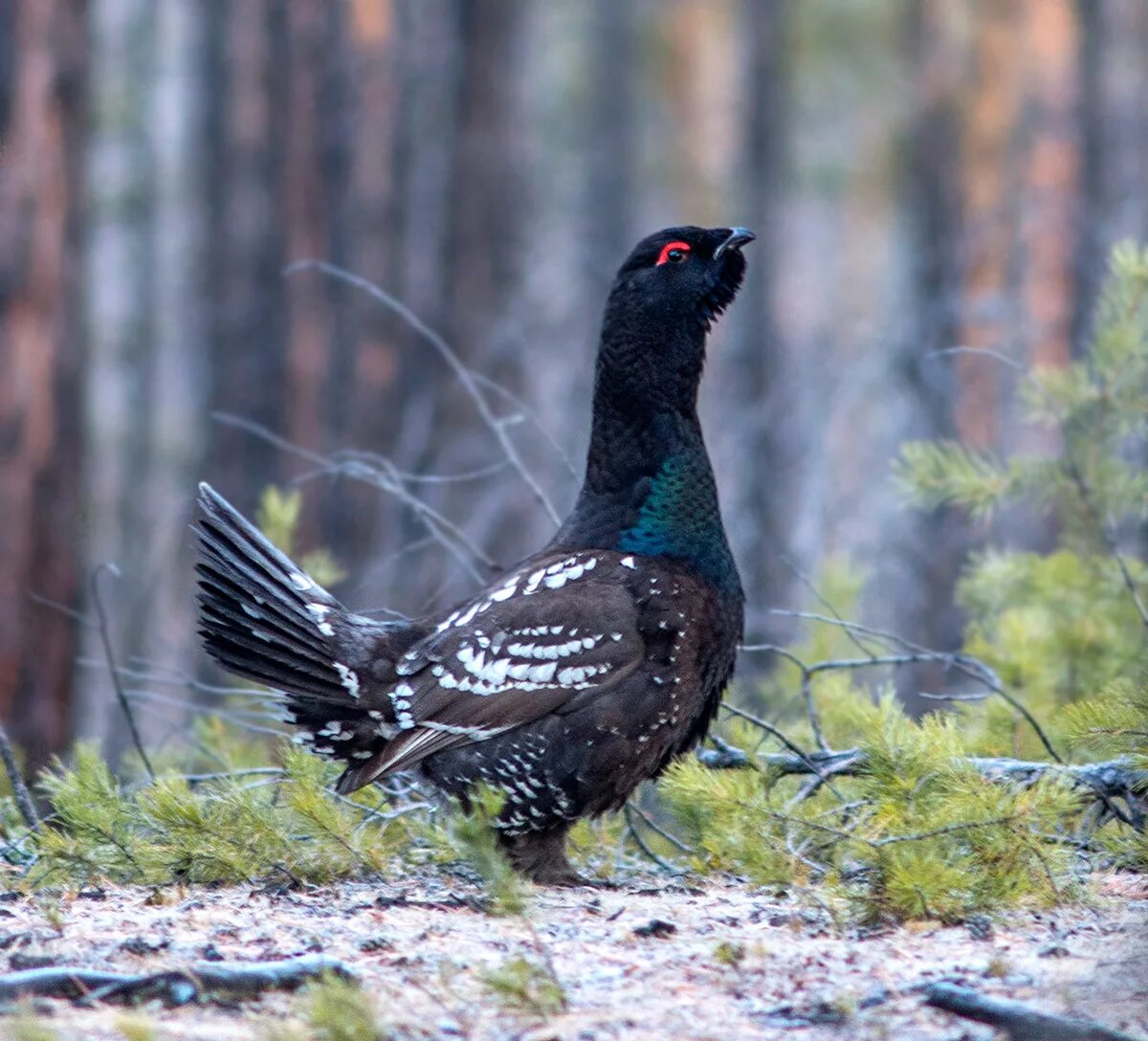 Глухарь (Tetrao urogallus). Глухарь тетерев рябчик. Тетерев-Косач. Чернобрюхий Глухарь. Глухарь и глухарка