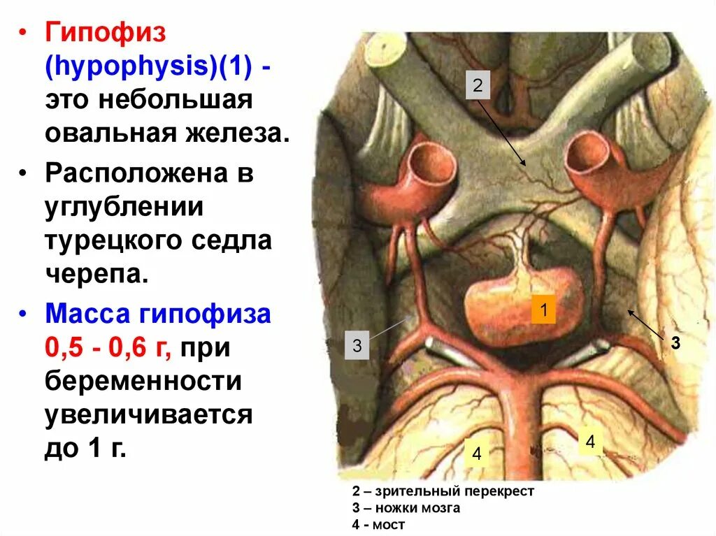 Гипофиз вид снизу. Гипофиз анатомия топография. Расположение гипофиза в турецком седле. Расположение гипофиза в черепе.