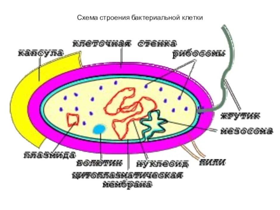 Схема строения бактериальной клетки микробиология. Строение бактериальной клетки прокариот. Строение прокариотической клетки микробиология. Микробиология схема строения бактериальной.