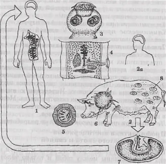 Бычий цепень дегенерация. Бычий цепень цикл развития схема. Финна свиного цепня строение. Финна свиного цепня рисунок.